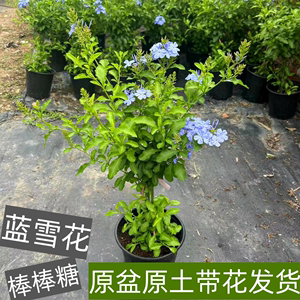 蓝雪花棒棒糖 大苗带花苞 阳台庭院木本花卉耐热好养植物四季开花