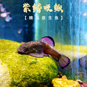 紫鳍吸鳅鱼原生冷水工具鱼清道夫除藻能手麦氏方氏圆斑拟腹活体鱼
