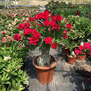 多肉植物沙漠玫瑰盆栽精品老桩重瓣带花苞花卉植物室内花四季开花