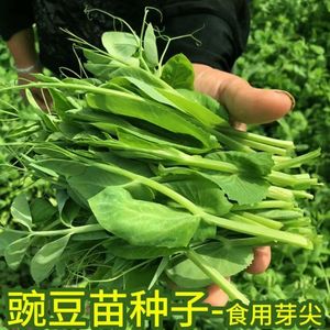 无须豌豆苗种子特大豌豆尖水培荷兰豆芽苗菜春秋冬四季播蔬菜种子