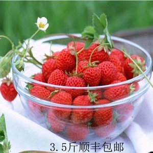 农家自产奶油草莓3.5斤顺丰包邮礼盒包装现摘孕妇新鲜有机水果
