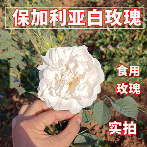 正宗白色玫瑰花苗 可食用保加利亚玫瑰花苗 白玫瑰盆栽地栽泡水