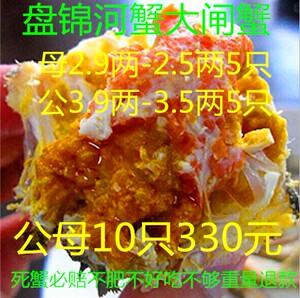 盘锦河蟹大闸蟹稻田蟹鲜活东北大螃蟹香辣蟹9月肥公母10只330包邮