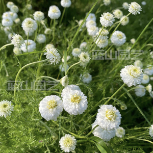 重瓣罗马洋甘菊 果香菊 可作花茶 精油 多年生 花园阳台 盆栽苗