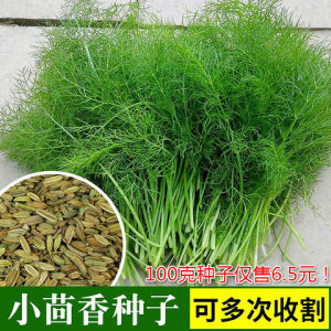 小茴香种子籽孑蔬菜苗新鲜香菜盆栽食用四季阳台农家庭院套装播种