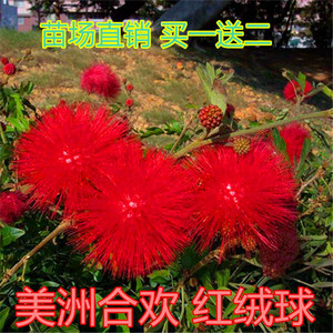 红绒球美蕊花朱缨花红合欢植物盆栽花卉阳台庭院绿植花苗净化空气