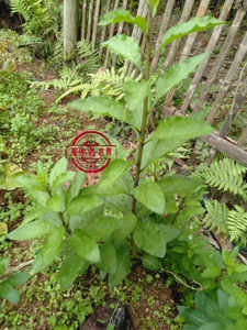 包邮 有刺 无刺枸qi菜苗 食叶型无刺gou杞菜苗 大叶菜用