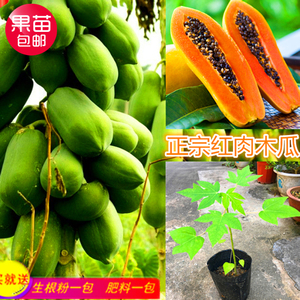夏威夷红肉木瓜果树苗大青木瓜苗红心木瓜苗庭院地栽盆栽水果 阿里巴巴找货神器 夏威夷红肉木瓜果树苗大青木瓜苗红心木瓜苗庭院地栽盆栽水果 阿里巴巴找货神器