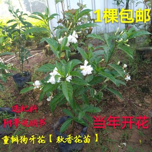 重瓣狗牙花四季开花盆栽花卉开花不断秋香花苗丁香白庭院绿植阳台