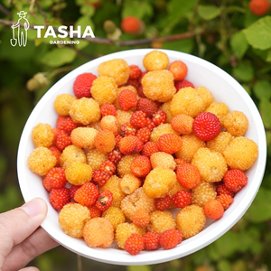 塔莎的花园 黄树莓蓬蘽苗覆盆子盆栽果树食用金秋哈瑞太兹黑莓