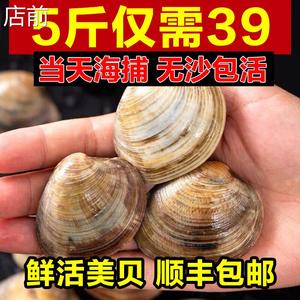 鲜活大个美贝纯超大蛤蜊非黄蚬子花蛤花甲海鲜贝类火锅食材