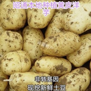 云南昭通本地种植现挖新鲜土豆11斤黄皮洋芋蔬菜马铃薯洋芋包邮