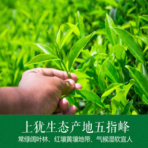 绿茶茶叶赣南五指峰江西上犹绿茶明前新茶清香型高山云雾毛尖200g