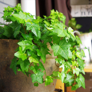 常春藤盆栽万年青植物常青藤青叶吊兰常绿叶一帆风顺白掌室内绿植