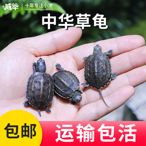中华草龟活体小乌龟活物外塘长寿龟宠物观赏龟水金线龟墨龟草龟苗