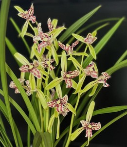 建兰四季兰朝阳三星蝶 花香浓郁传统花卉高档植物兰花