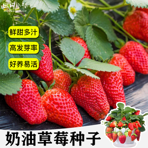 奶油草莓种子阳台种植四季结果红草莓种籽易活超甜大盆栽水果种孑