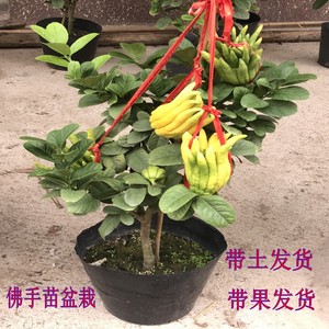 金佛手苗 金佛手树苗 金佛手盆栽阳台浓香花卉植物带土带果发货