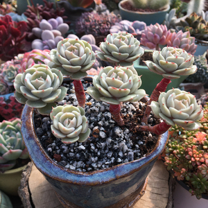 多肉植物雪域蓝巴黎一物一拍多肉桌面花卉绿植盆栽净化空气绿植 阿里巴巴找货神器