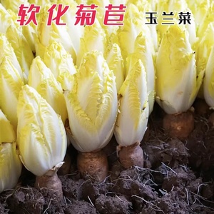 金玉兰菊苣种子根欧洲比利时四季盆栽苗阳台素菜红黄苣菊蔬菜籽