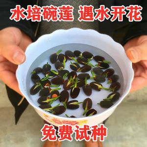 四季播种无土水培碗莲花种子已开口室内盆栽水养睡莲荷花绿植花卉