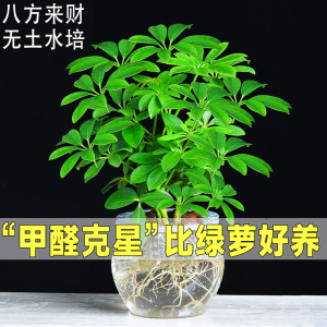 七叶莲水培盆栽招财树植物八方来财鸭脚木室内绿植花卉发财树水养