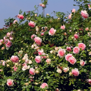 粉色龙沙宝石 欧洲月季花苗大花 藤本庭院爬藤粉龙