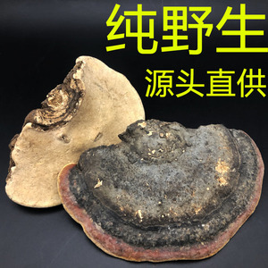 【源头保正】纯长白山野生红缘树舌 红缘层孔松生层孔红带菌干品