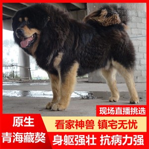 小藏獒幼犬出售幼犬纯种幼崽视频挑巨型猛犬高加索坎高中亚牧羊犬