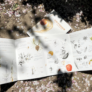 一粒种子中的世界 丛林里的四季小小自然观察家献给绘本3-6岁儿童自然科普美丽的大自然 意大利教育科普绘本 附赠赠品儿童文学儿童