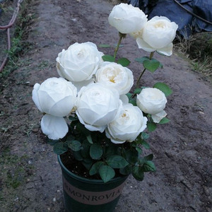 大花浓香包子型月季花苗伊芙婚礼之路纯白色玫瑰阳台花园