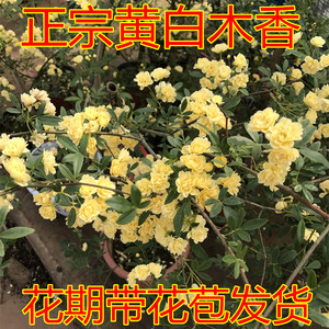 庭院爬藤攀援植物十里香 木香花苗 四季蔷薇室内阳台花卉盆栽爬墙