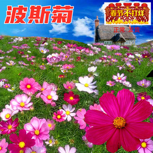 波斯菊盆栽种 波斯菊盆栽种品牌 价格 阿里巴巴
