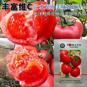 粉抗8号粉果西红柿种籽抗TY老品种粉色早熟番茄种子硬果大田专用
