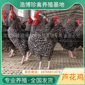 纯种芦花鸡脱温苗青年幼小鸡活苗大种白芦花鸡一斤活体高产下蛋鸡