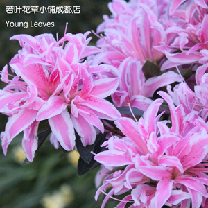 蜘蛛 杜鹃 粉色 常绿Azalea pink spider盆栽 进口 新品 矮生大花