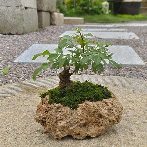 天然上水石原石吸水石槽盆景假山花盆造型植物