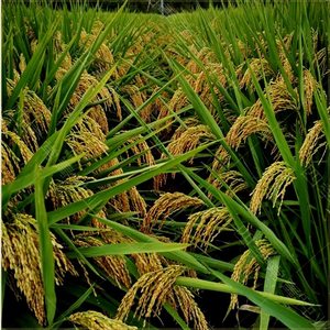 超级杂交水稻种孑谷种水稻高产旱稻种籽常规籼稻种子徽两优丝苗