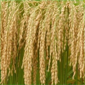可留种常规水稻种子 高产糯米种子抗稻瘟 直播水稻种子晚稻