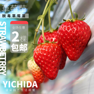 【草莓苗】YICHIDA脱毒小苗盆栽草莓苗日本四季草莓红颜多款