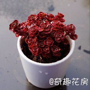 虹之玉锦多肉植物剑司诺娃多肉小老桩汤姆漫画海豚魔笛群生淡雪 阿里巴巴找货神器 虹之玉锦多肉植物剑司诺娃多肉小老桩汤姆漫画海豚魔笛群生淡雪 阿里巴巴找货神器