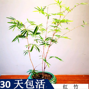 红竹红观音竹矮化竹子小绿植盆栽稀有品种文人书房竹盆景办公桌