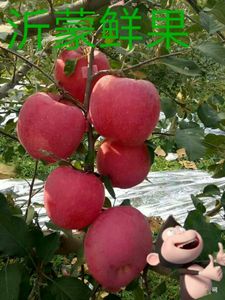 山东蒙阴脆甜红苹果红富士红将军当季新鲜水果现摘现发5斤装包邮