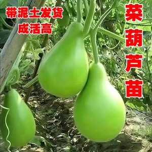 菜葫芦瓜种苗早熟高产食用大水瓢西葫芦水瓜圆瓠子苗庭院爬藤青瓜