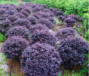 庭院绿化植物四季青花卉红花继木树苗高档灌木观赏绿篱红花继木球