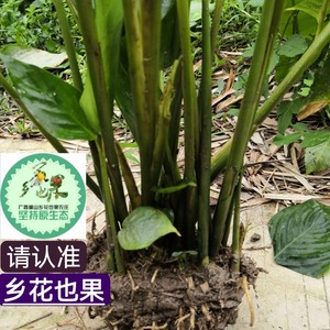 广西大粽子叶苗种植大粽叶苗柊叶苗新鲜大冬叶苗 观叶苗 粽子苗