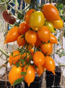 金丝雀 传家宝番茄种子 微博菜友“一粒甜番茄”反馈 编号：157