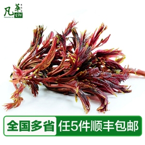 【凡萃生鲜】新鲜香椿芽500g 红香椿 头茬时鲜蔬菜