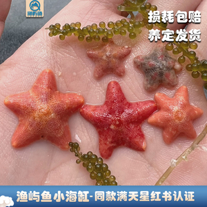 海星活体派大星迷你海水观赏水族小宠物翻沙海洋生物缸海星满天星