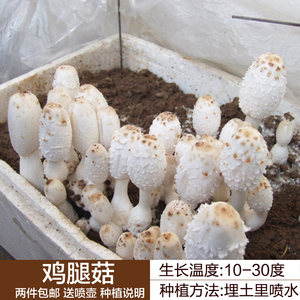 鸡腿菇菌种菌包食用菌蘑菇菌棒蘑菇菌包菌种农产品菌菇包种子包邮